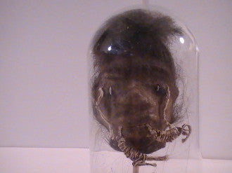 Shrunken Heads: Revenge of the Shuar