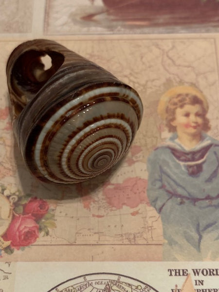 Mermaid Shell Ring for Wealth and Protection to Travel the World